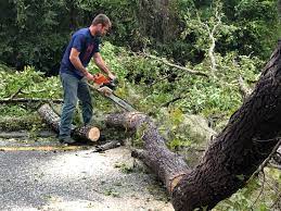 How Our Tree Care Process Works  in  Pumpkin Center, NC