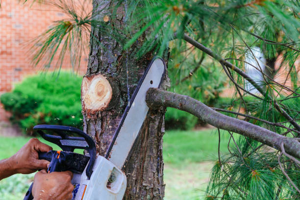 Best Tree Trimming and Pruning  in Pumpkin Center, NC